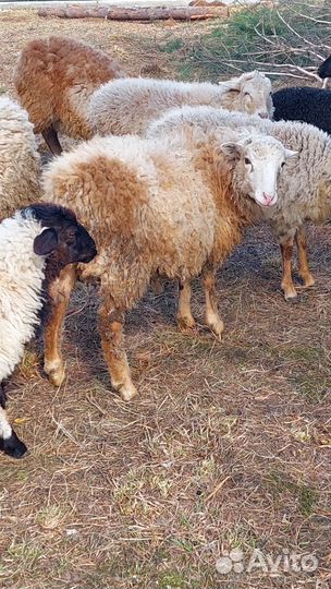 Баран молодой