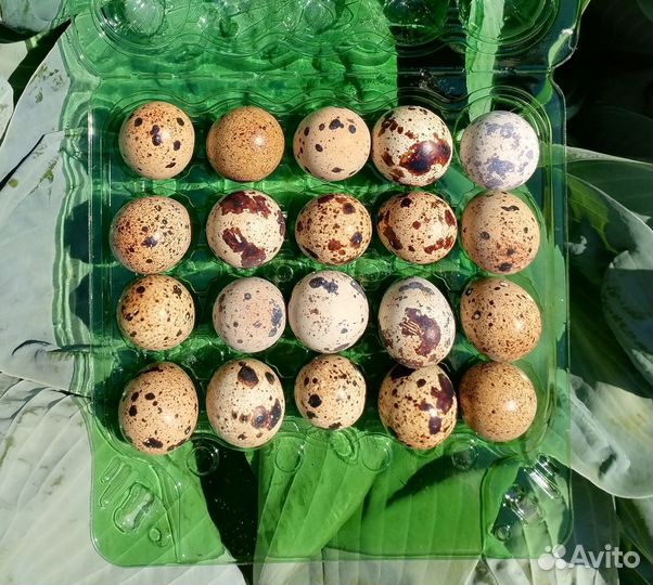 Яйца перепелиные домашние