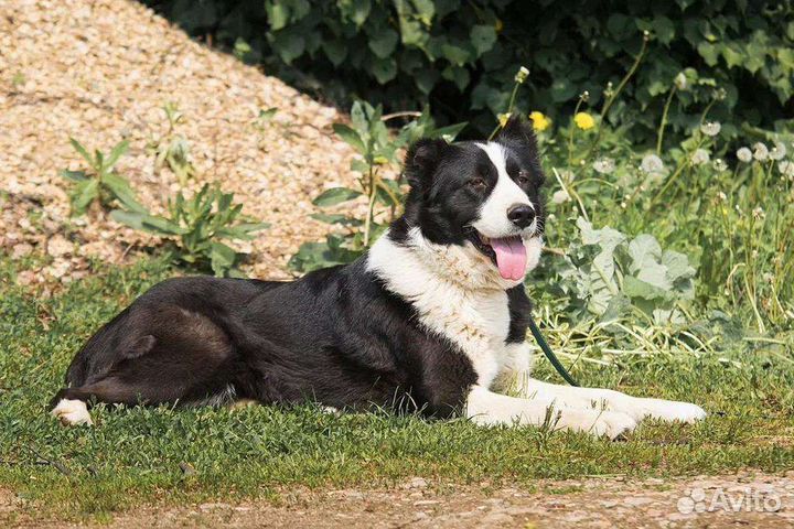 Собака в добрые руки