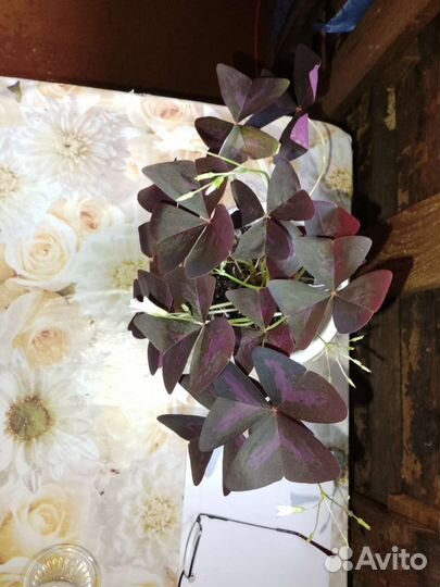 Комнатные цветы