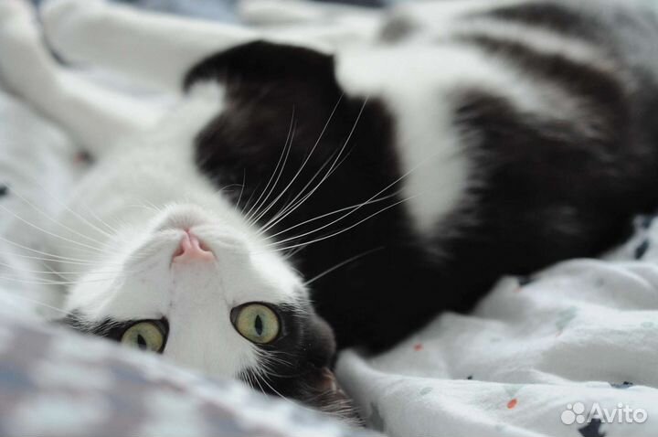 Ника в добрые руки