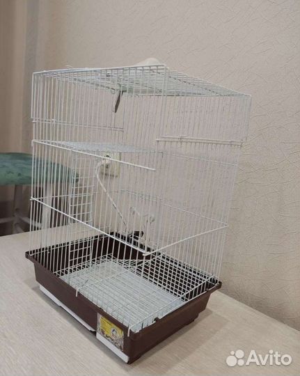 Крыса дамбо мальчик