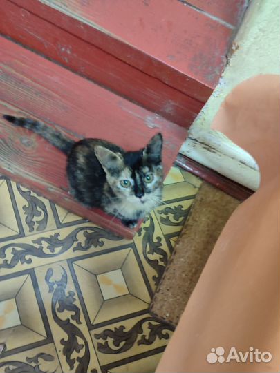 Котенок