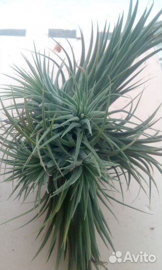 Тилландсия