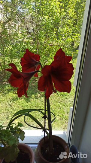 Гиппиаструм