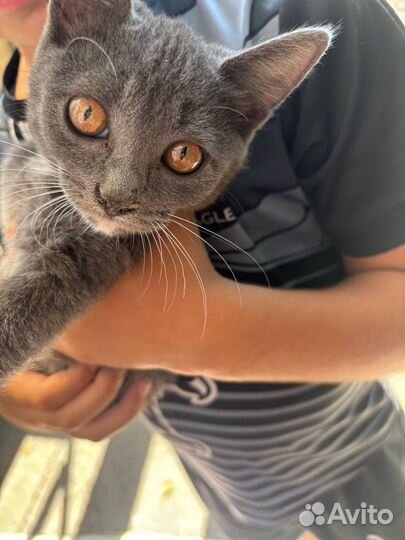 Два кота подкинули, отдам в добрые руки