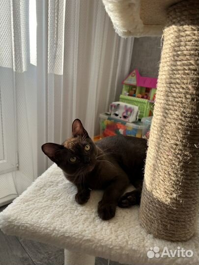 Бурманский котик