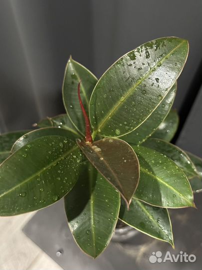 Фикус каучуконосный