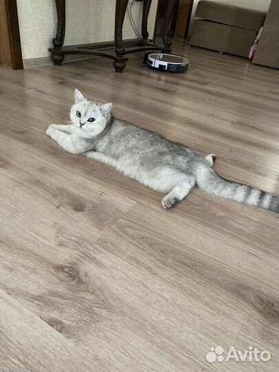 Кот шотландец, окрас Шиншила (вязка)