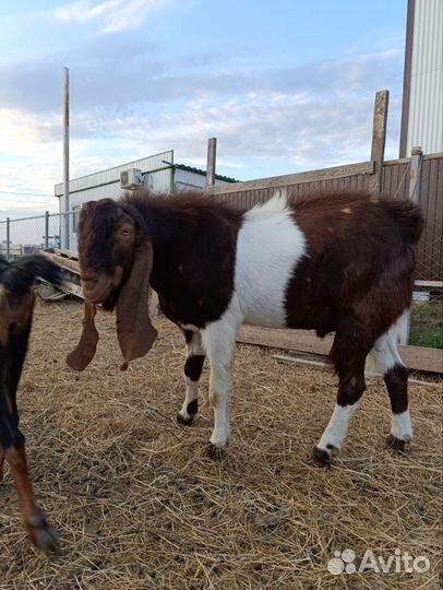 Козел камори, козлята нубо-камори