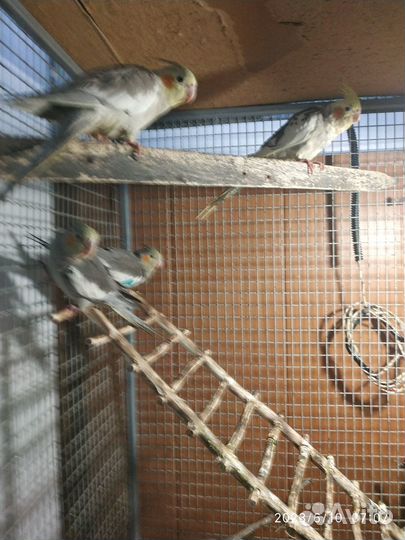 Попугай корелла птенцы