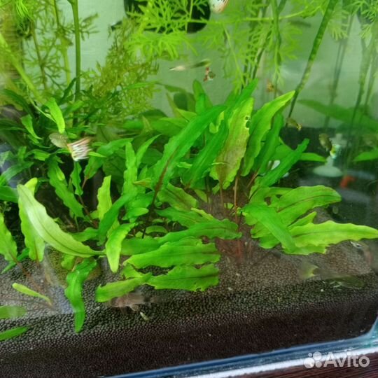 Рыбки Гуппи, аквариумные растения