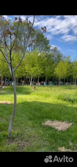 Натуральный крымский мед с собственной пасеки