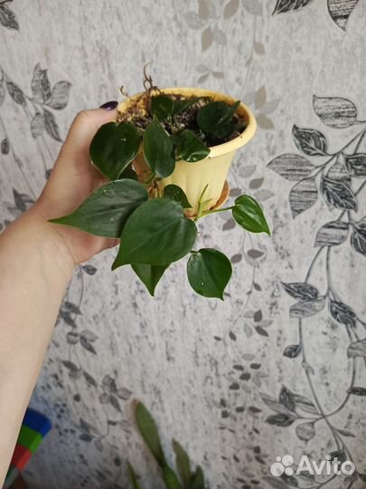 Монстера обликва и филодендрон