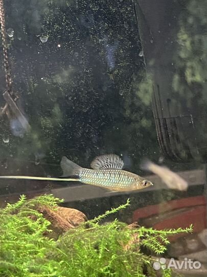 Меченосцы Монтесумы, Пецилии, Гуппи канадские