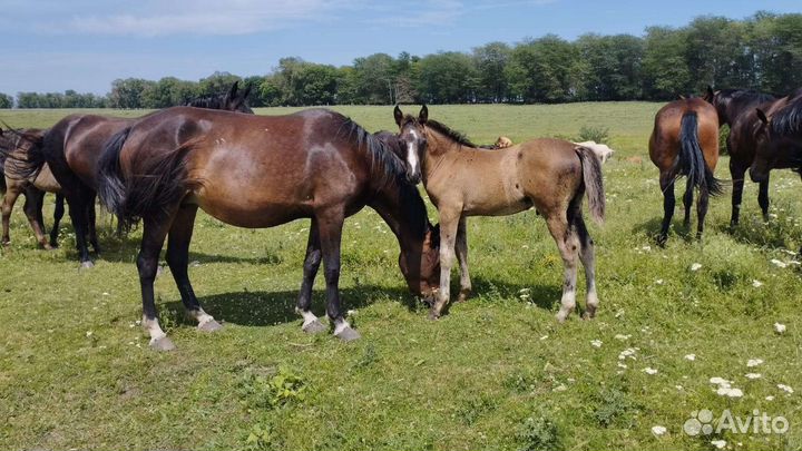 Лошадь с жеребенком