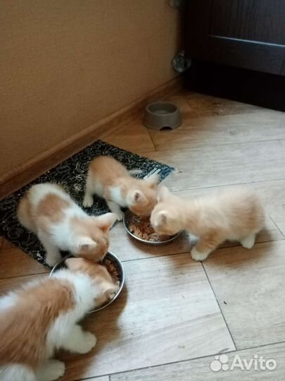 Отдам котят в добрые руки