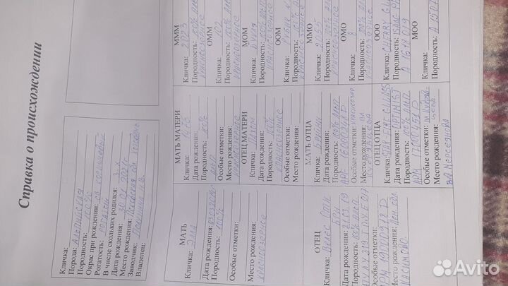 Козёл Альпийский