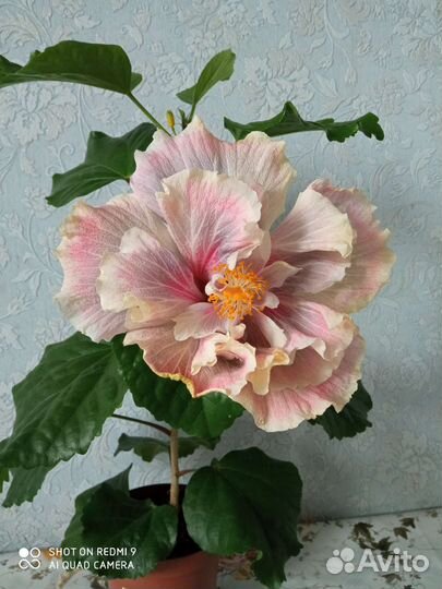 Сортовые гибискусы