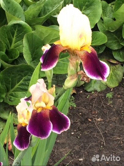 Садовые цветы