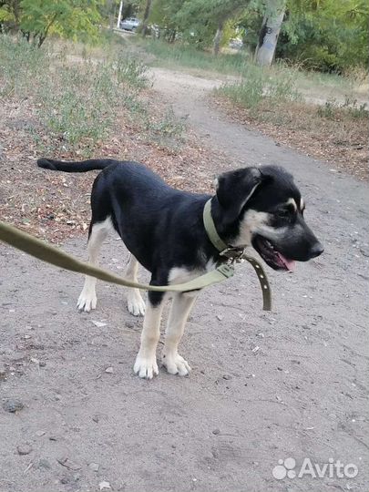 Восточноевропейская овчарка