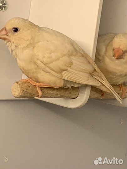 Зебровые амадины