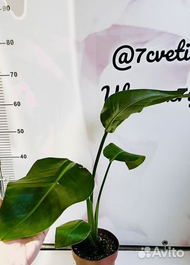 Стрелиция Николая