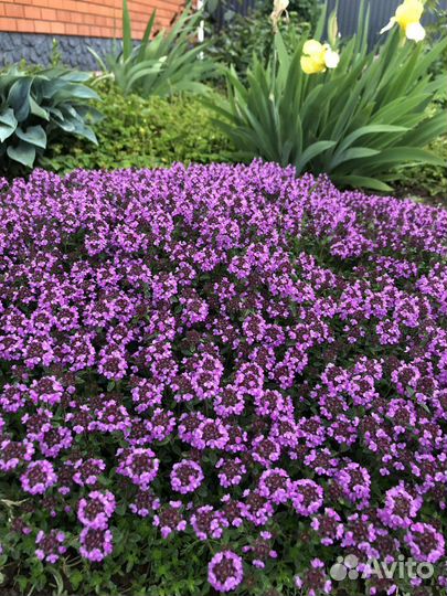 Многолетние садовые цветы, тимьян, хосты, гвоздика