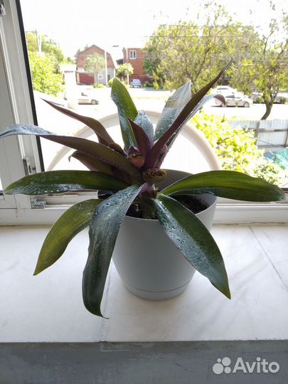 Традесканция