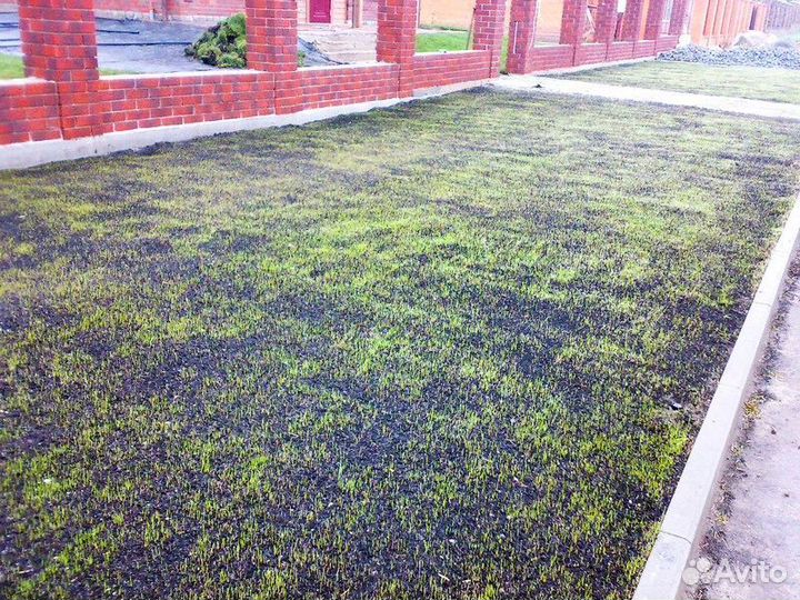 Газон посевной