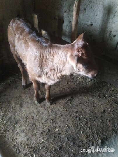 Корова дойная с теленком