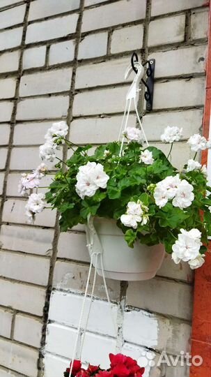 Пеларгонии