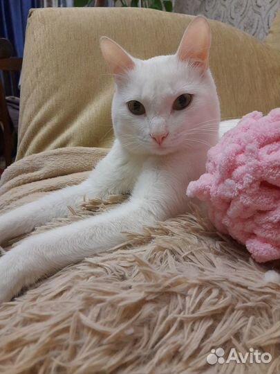 Кот на вязку