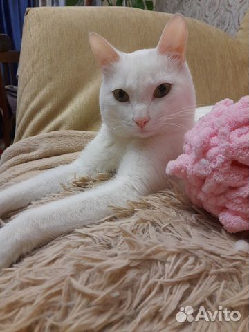 Кот на вязку