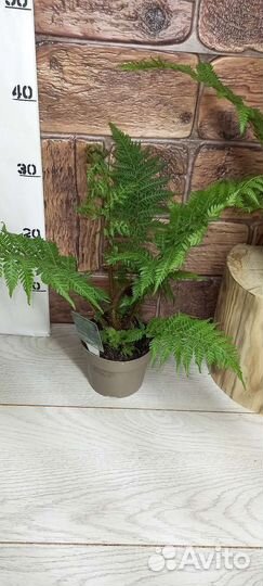 Папоротник (циатея) Автралис 12/30