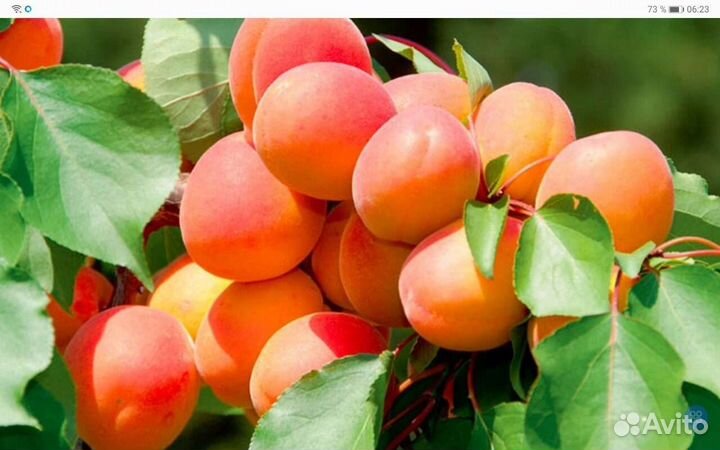 Саженцы плодовых деревьев