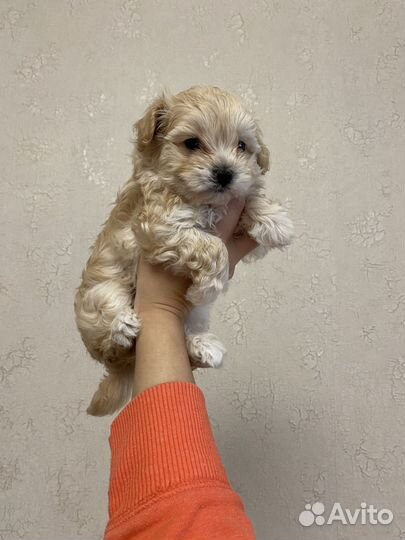 Щенки мальтипу f1 мини