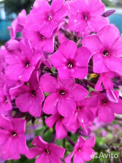 Ромашка Матрикария, хоста, флоксы