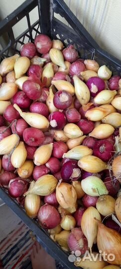 Лук семейный