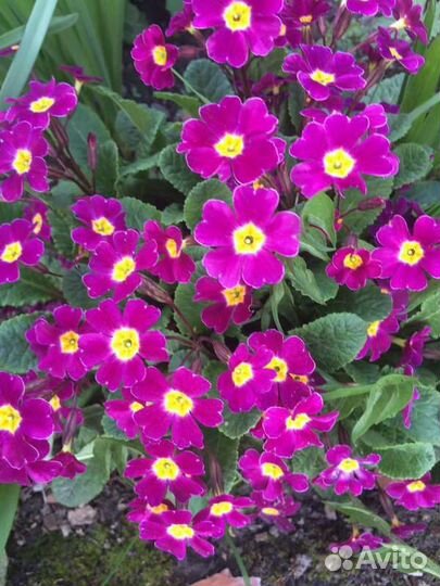 Примула, Пеларгония, Герань, Барвинок