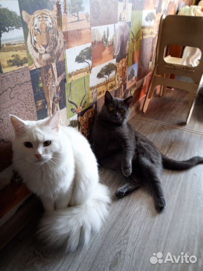 Услуги электрика