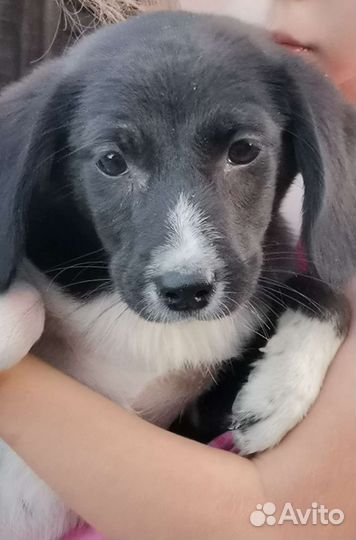 В добрые руки