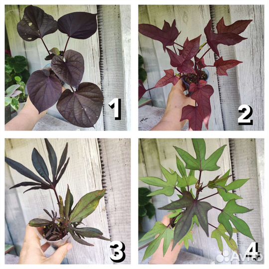 Батат ипомея почта срез укорененные 16 сортов