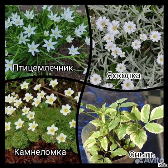 Камнеломка вариегатная,астильба