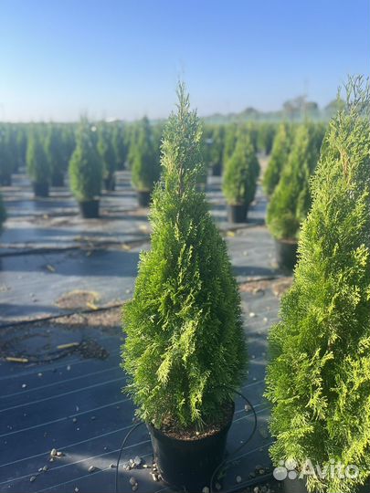 Туя Смарагд