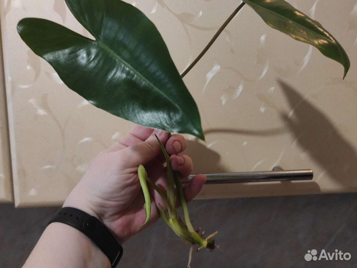 Филодендрон