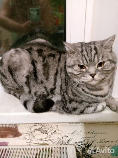 Британский кот