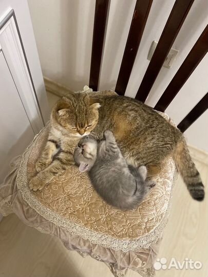 Шотландские котята