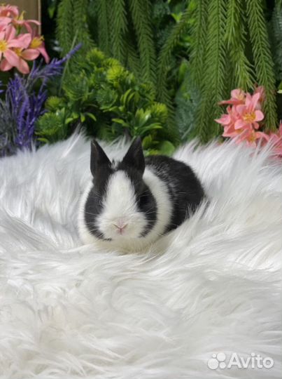 Кролик миленький ручной