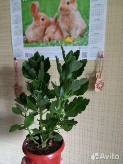 Каланхое,толстянка